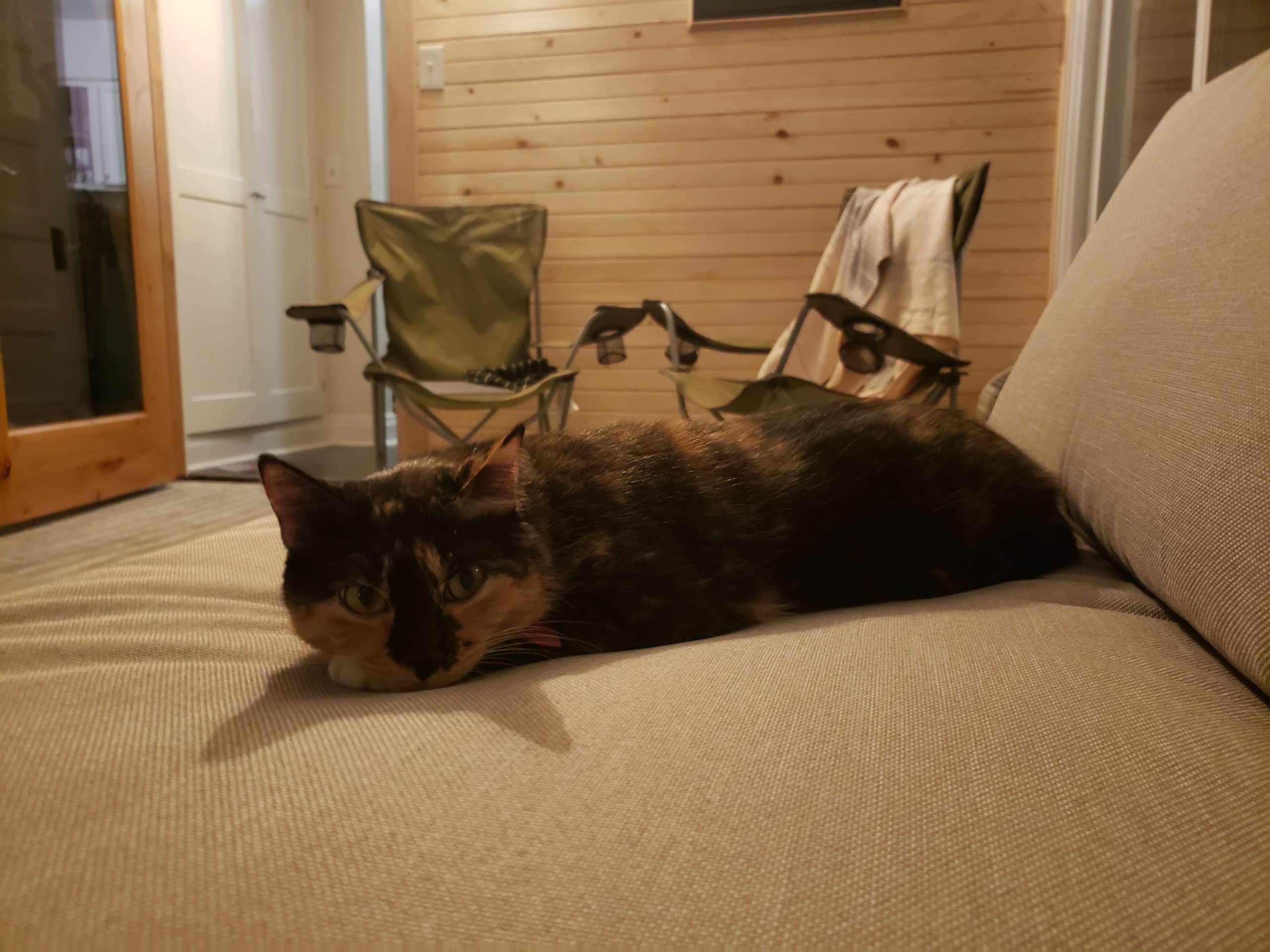 cat enjoying sunroom